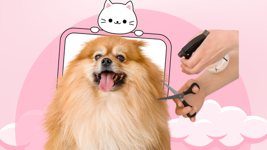 Full Grooming